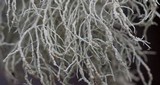 Usnea lapponica image