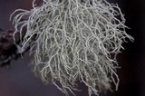 Usnea lapponica image