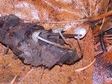 Strobilurus trullisatus image
