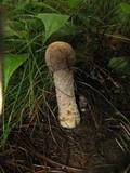 Hypomyces hyalinus image