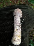 Hypomyces hyalinus image