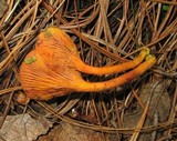 Erythrophylloporus aurantiacus image