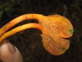 Erythrophylloporus aurantiacus image