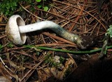 Inocybe corydalina image