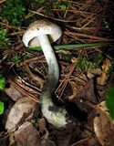 Inocybe corydalina image