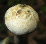 Inocybe corydalina image