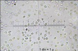 Climacocystis borealis image