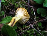 Hygrophorus hypothejus image