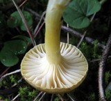 Hygrophorus hypothejus image