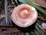 Lepiota subincarnata image