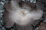 Umbilicaria americana image