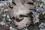 Umbilicaria americana image