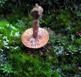 Lactarius fragilis image