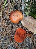 Cortinarius harrisonii image