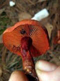 Cortinarius harrisonii image