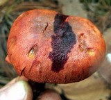 Cortinarius harrisonii image