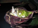 Ustilago maydis image