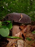 Tylopilus alboater image