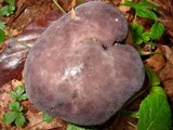 Tylopilus alboater image