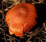 Cortinarius californicus image