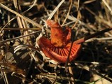 Cortinarius californicus image