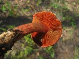 Cortinarius californicus image