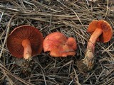 Cortinarius californicus image
