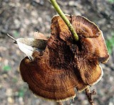 Coltricia montagnei image