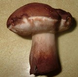 Tylopilus variobrunneus image