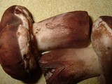 Tylopilus variobrunneus image
