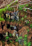 Leotia viscosa image