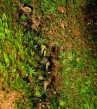 Leotia viscosa image