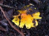 Hygrocybe acutoconica image