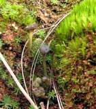 Leotia viscosa image