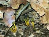 Leotia viscosa image