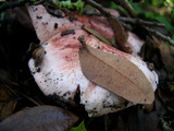 Hygrophorus russula image