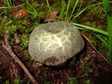 Russula virescens image