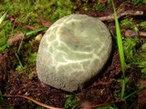 Russula virescens image