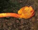 Erythrophylloporus aurantiacus image