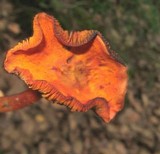Erythrophylloporus aurantiacus image