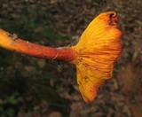 Erythrophylloporus aurantiacus image