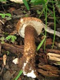 Inocybe hystrix image