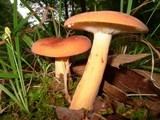 Lactarius volemus image