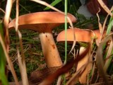 Lactarius volemus image