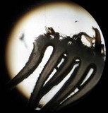 Inocybe hystrix image