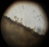Inocybe hystrix image