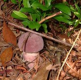 Tylopilus violatinctus image