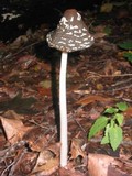 Coprinopsis picacea image