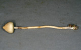 Psilocybe semilanceata image