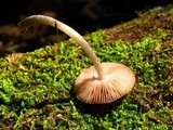 Pluteus cyanopus image